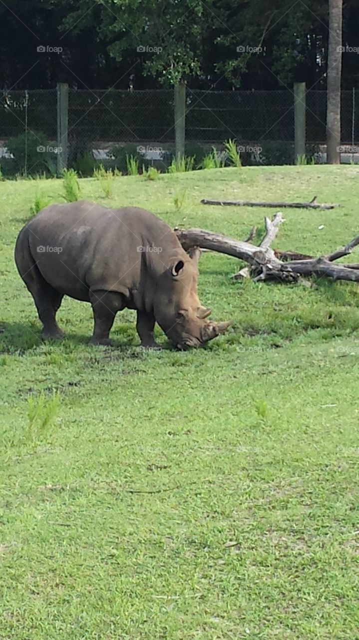 Rhinoceros feeding