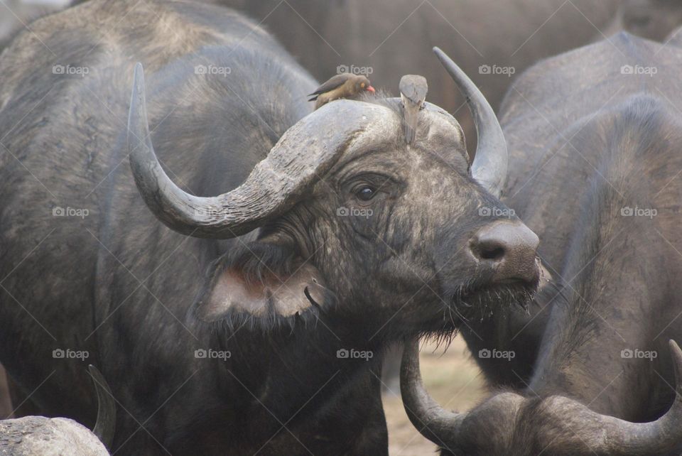 Buffalo 