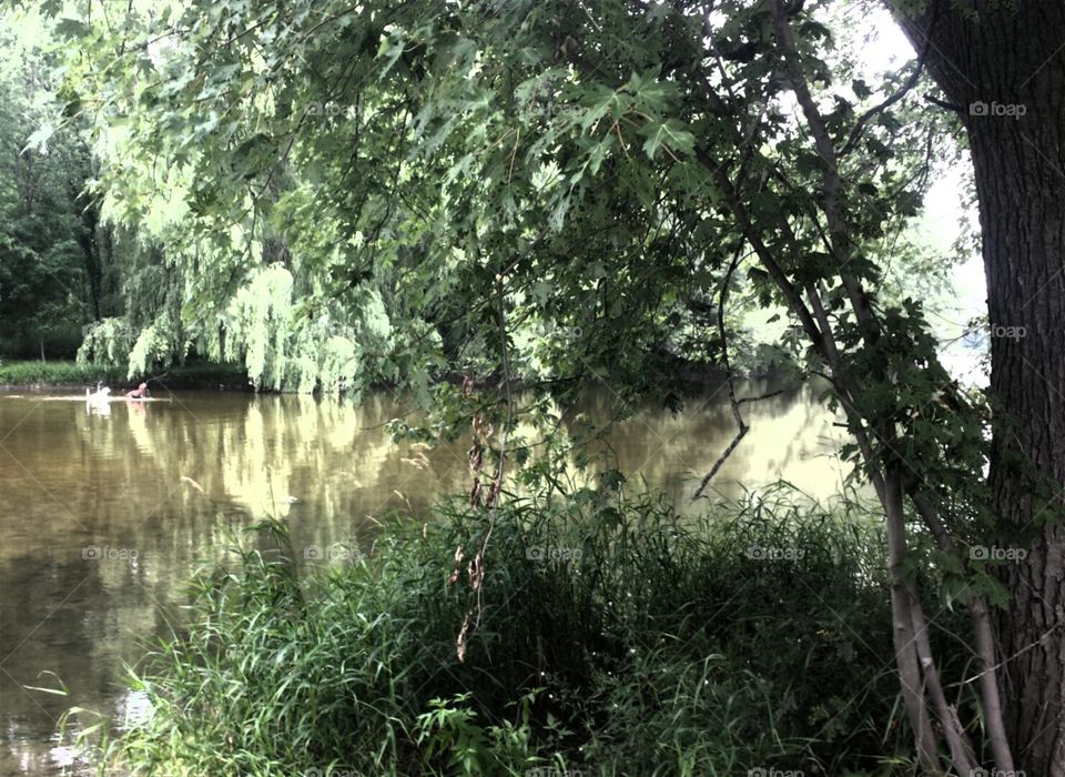 Dogs Playing. Two Dogs Playing in the River on the Other Side