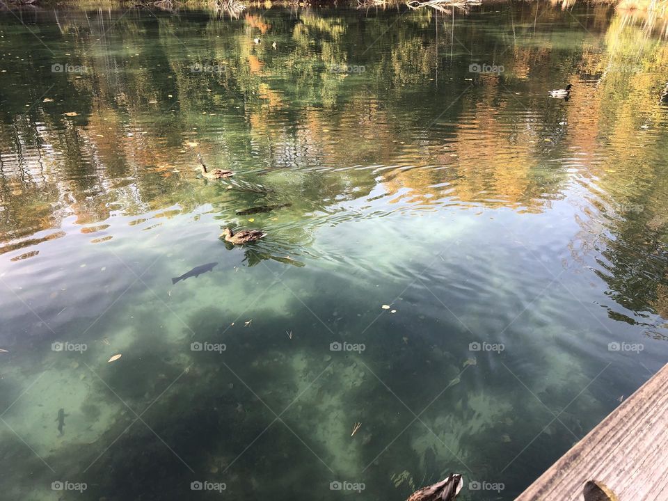 Blue Water Ducks Swimming with Fish Swimming Fall Time Trees Reflecting in Water