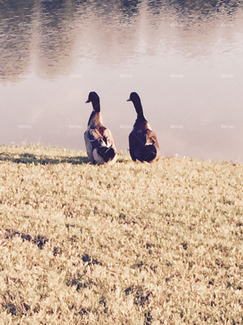 Two dicks alongside the water in Denham Springs, Louisianna