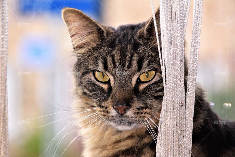 grey and blacl striped cat with yellow eyes looking into the camera from behind a white string curtain