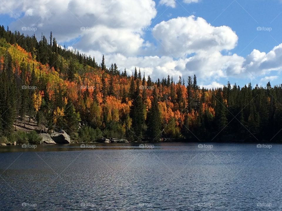 Lake, Fall, Water, Wood, Tree