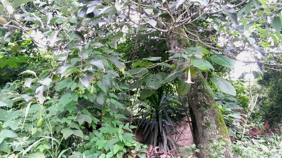 angel's trumpet in the jungle