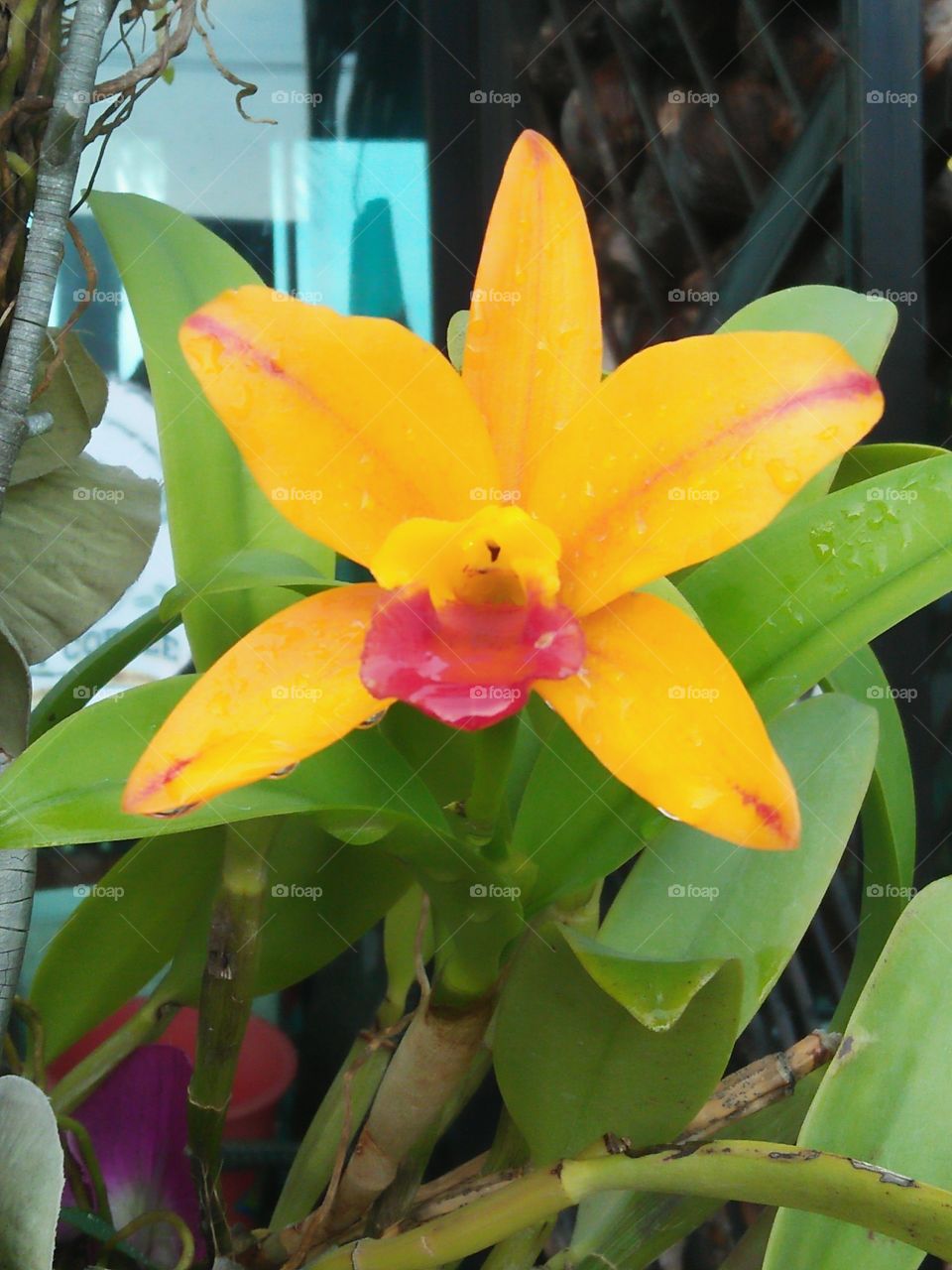 yellow star flower