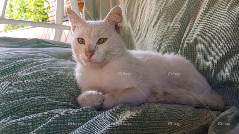 cat