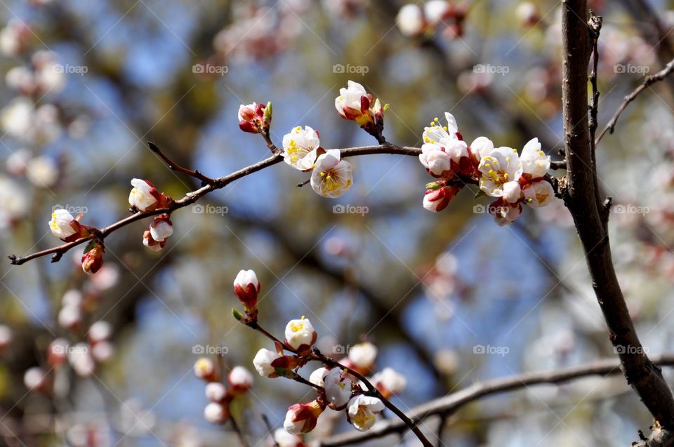 Close-up of cherry blossom tree