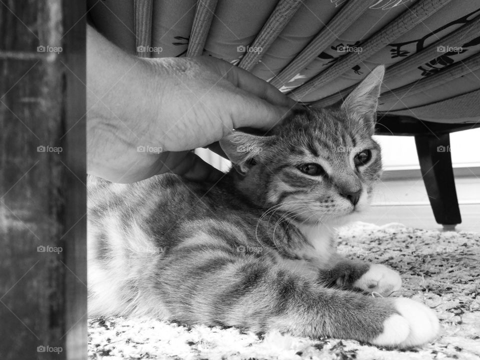 Cat under a bed