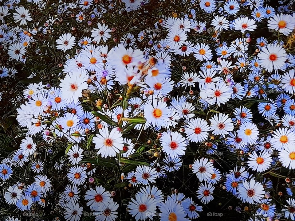 Glade  with chamomiles