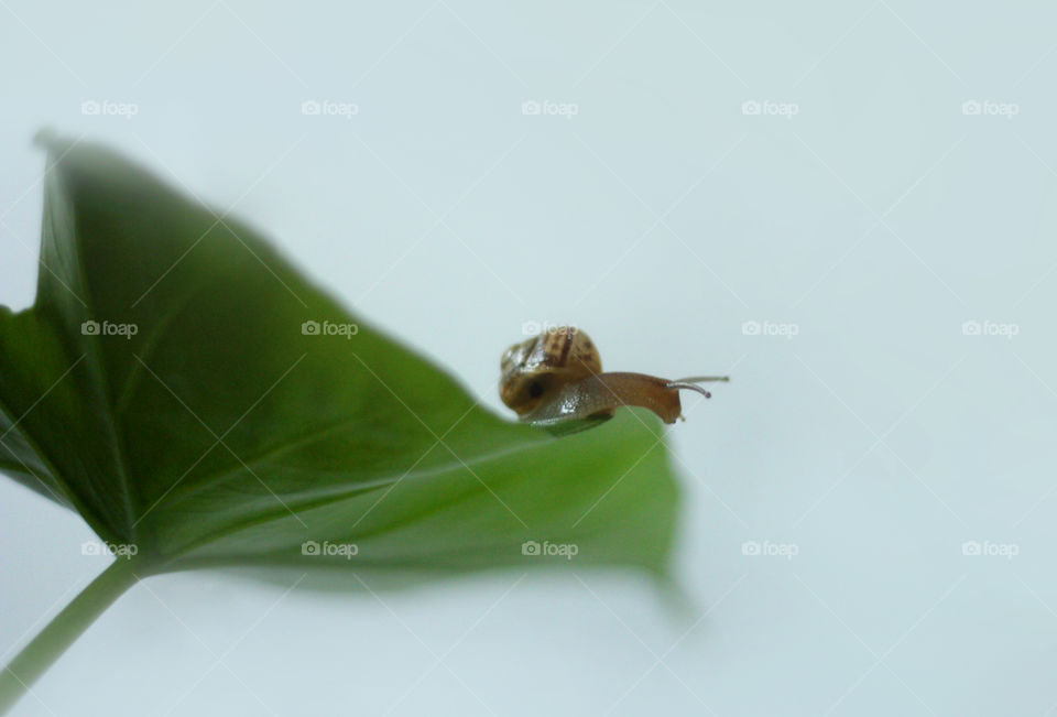 A snail on a leaf, close up nature