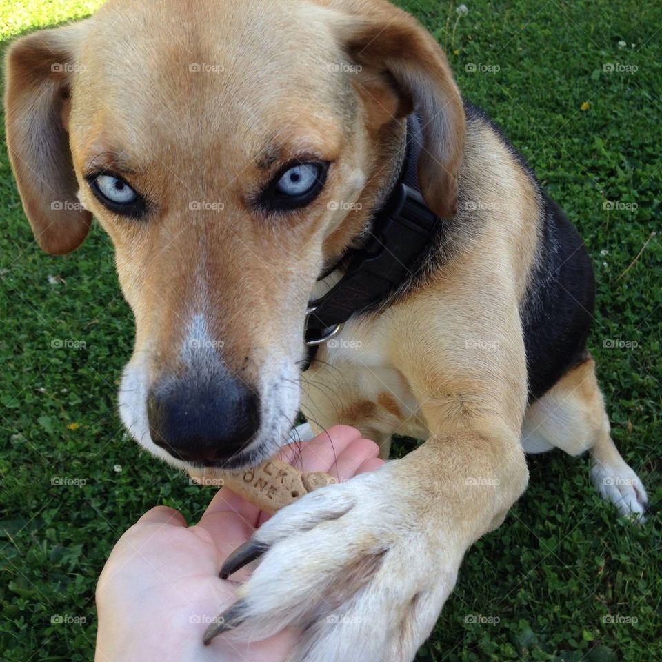 Dog tricks - dog giving paw for milk bone