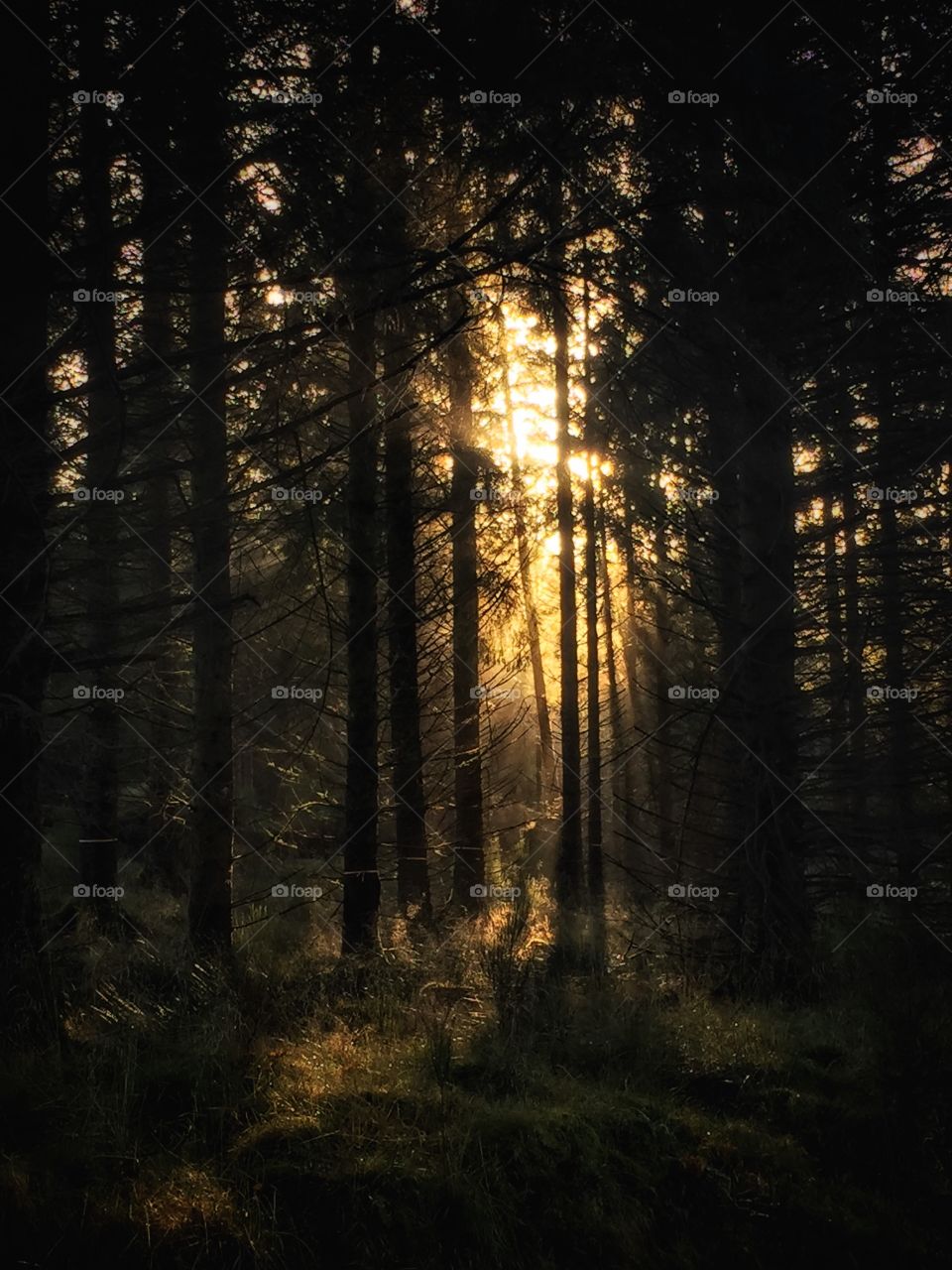 Sun bursting through trees. 