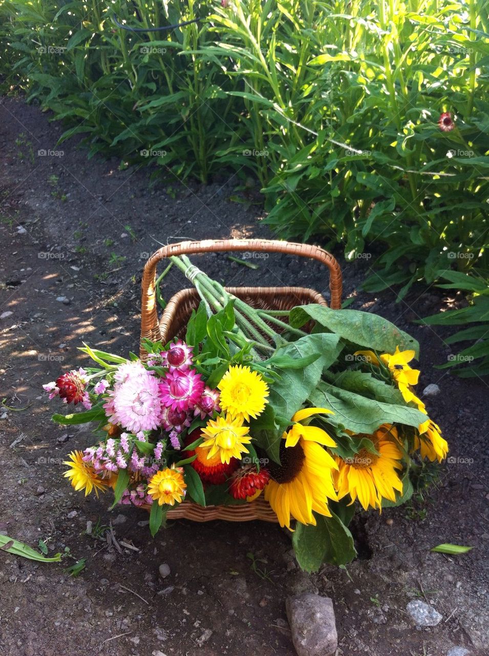 Sunflowers in basket