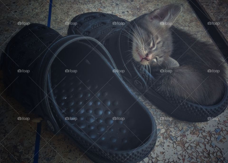 kitty sleep in the shoes