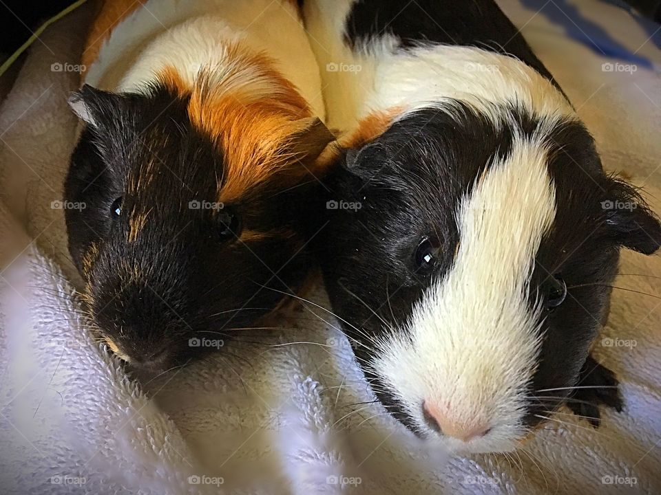 Portrait of guinea pig
