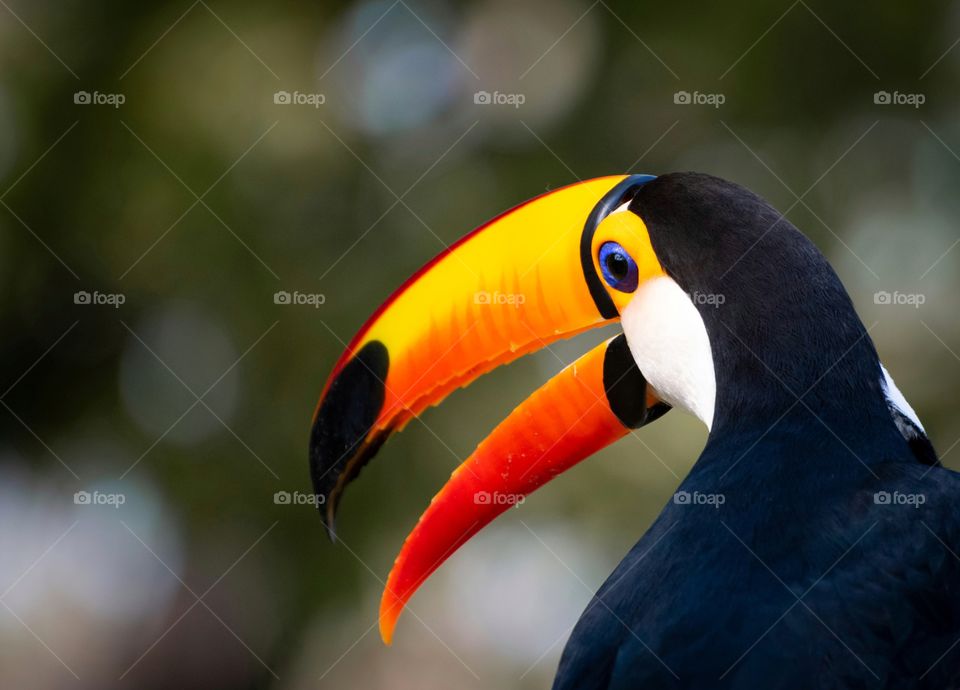 Tucano, ave com enorme bico e se alimenta de frutas, pequenos répteis e filhotes de outras aves, muito comum no Pantanal