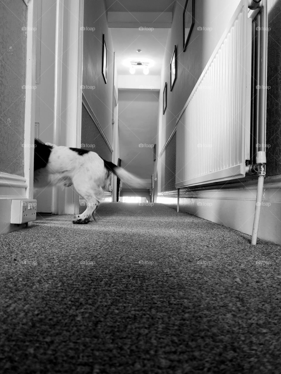 black and white side view of my dog going into the kitchenette