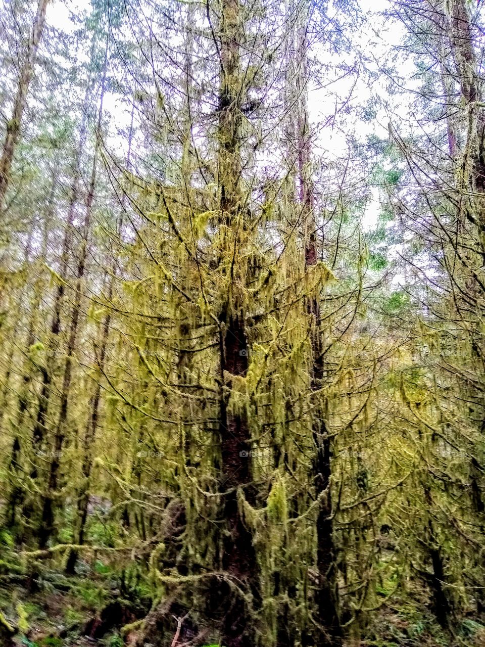 Magical Mossy Forest "Moss is Love"