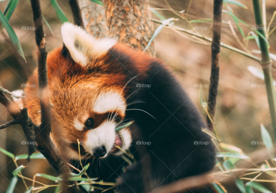 Red panda giggling hysterically 