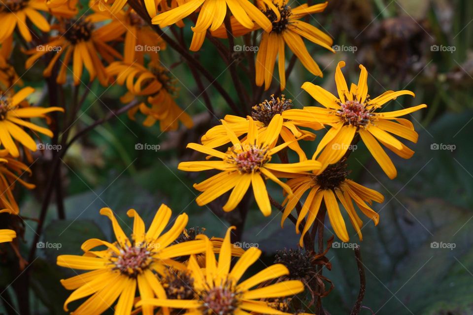 orange flowers