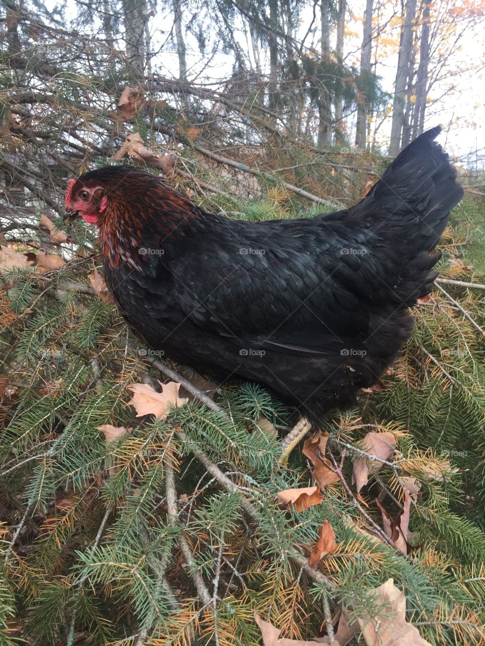 Chicken in the tree 