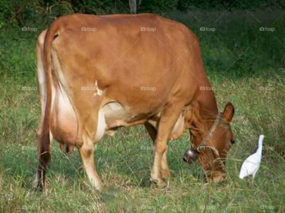 vaca leiteira