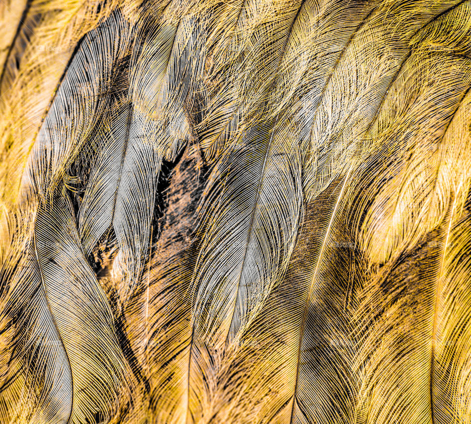 Feathers in gray and yellow shades