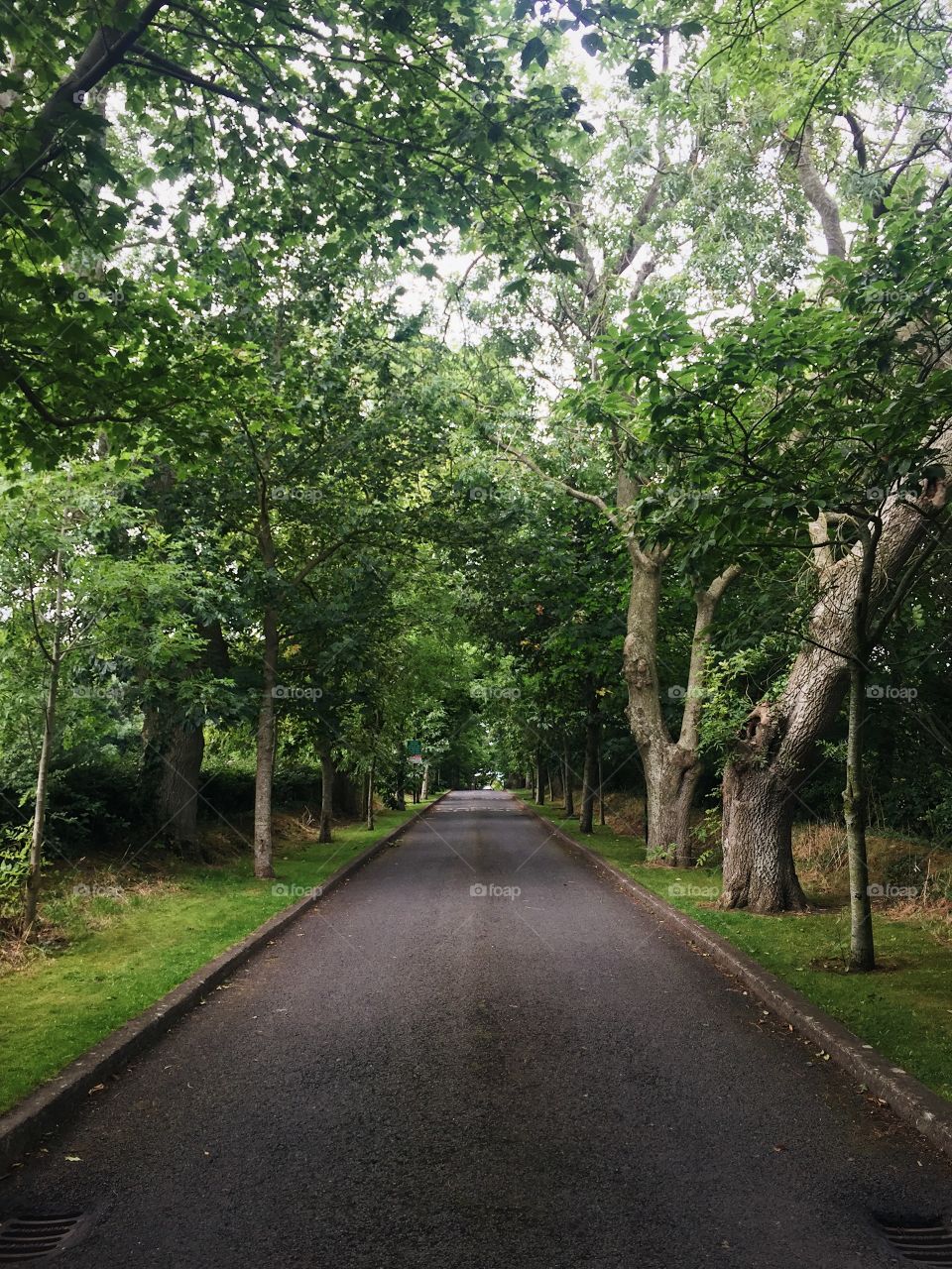 Road, Guidance, Tree, Landscape, Wood