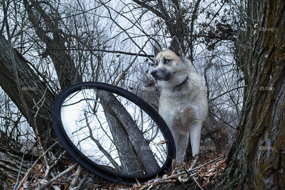 Trees a husky and a mirror 