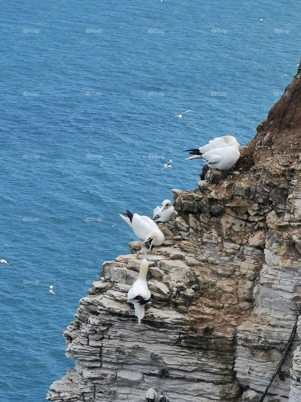 Gannets fighting