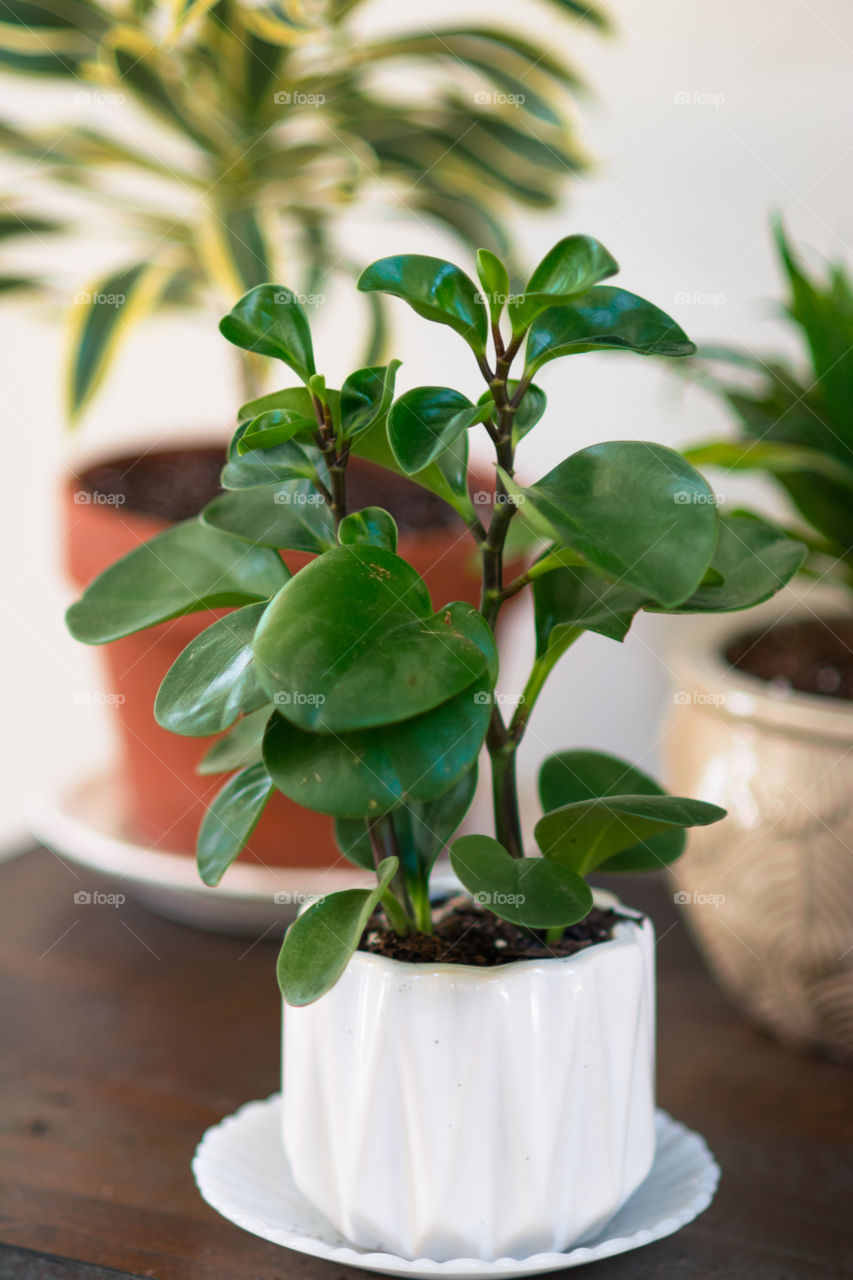 Baby Rubber Plant in White Pot