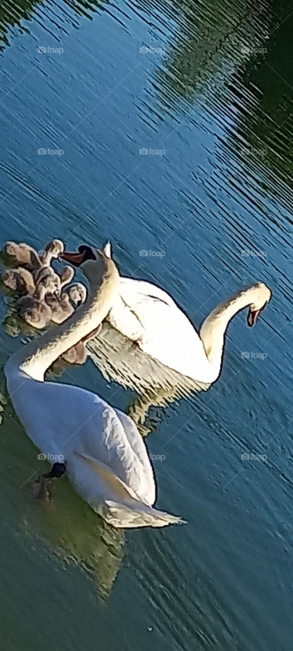 a lovely family swiming im the lake