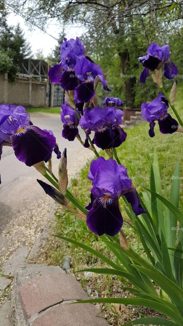 royal violet iris flowers