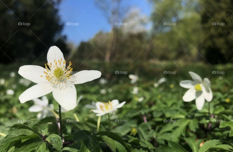 Spring blossom in the park