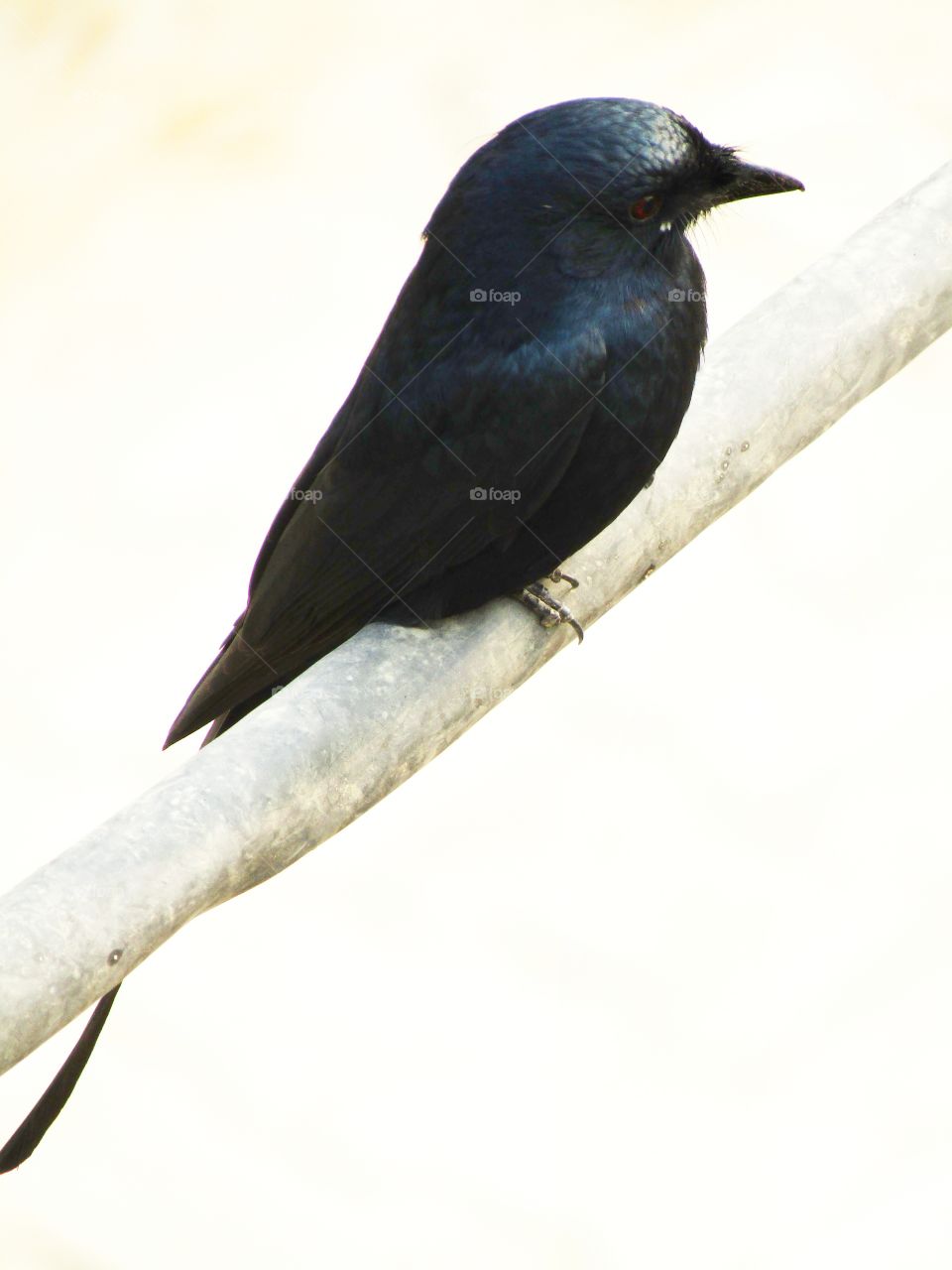The black drongo (Dicrurus macrocercus) is a small Asian passerine bird of the drongo family Dicruridae.