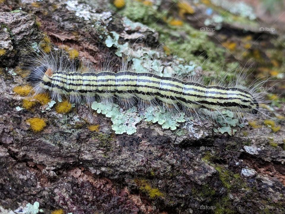 Caterpillar