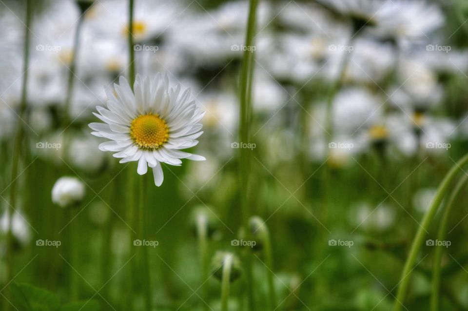 Nature, Summer, Grass, Flora, Hayfield