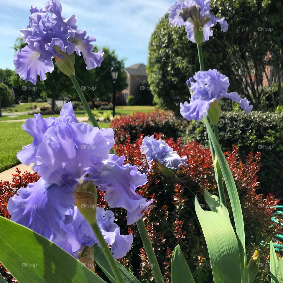 Spring time iris 