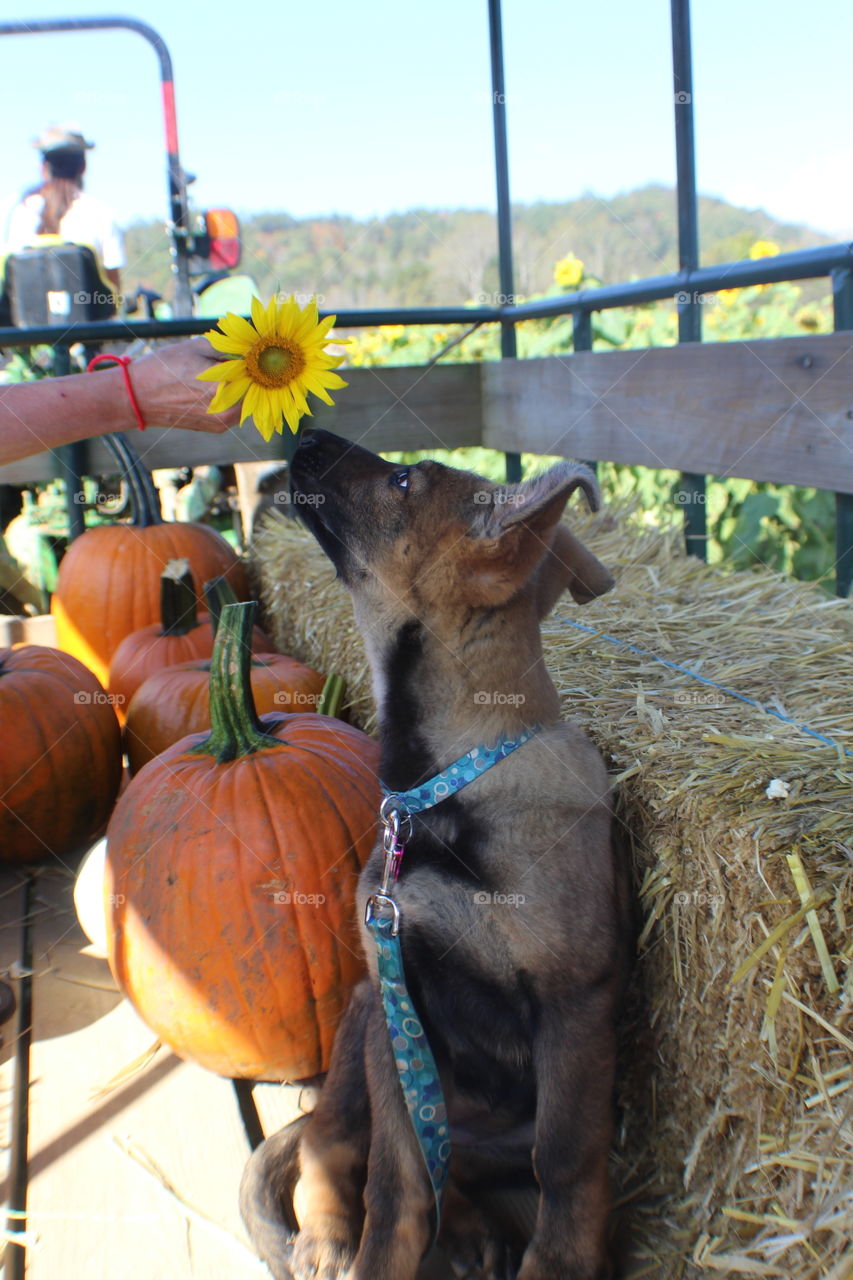 German Shepherd puppy smelling a sunflower on a fall hayride