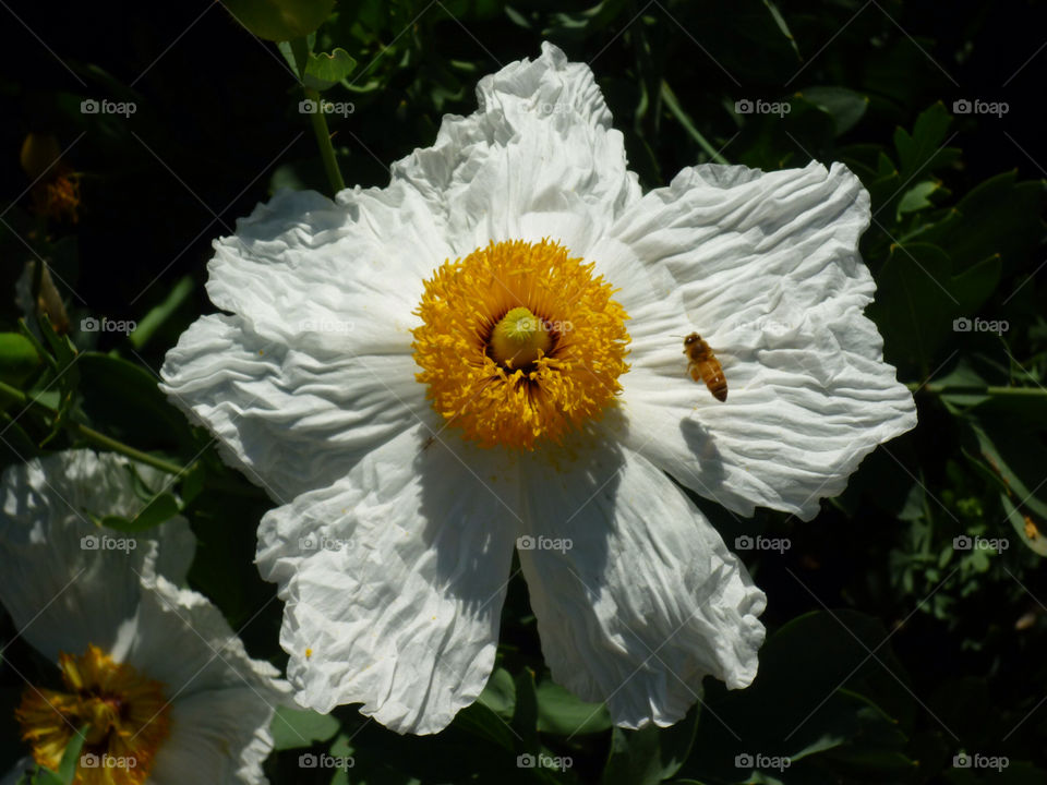 yellow nature flower white by kenglund