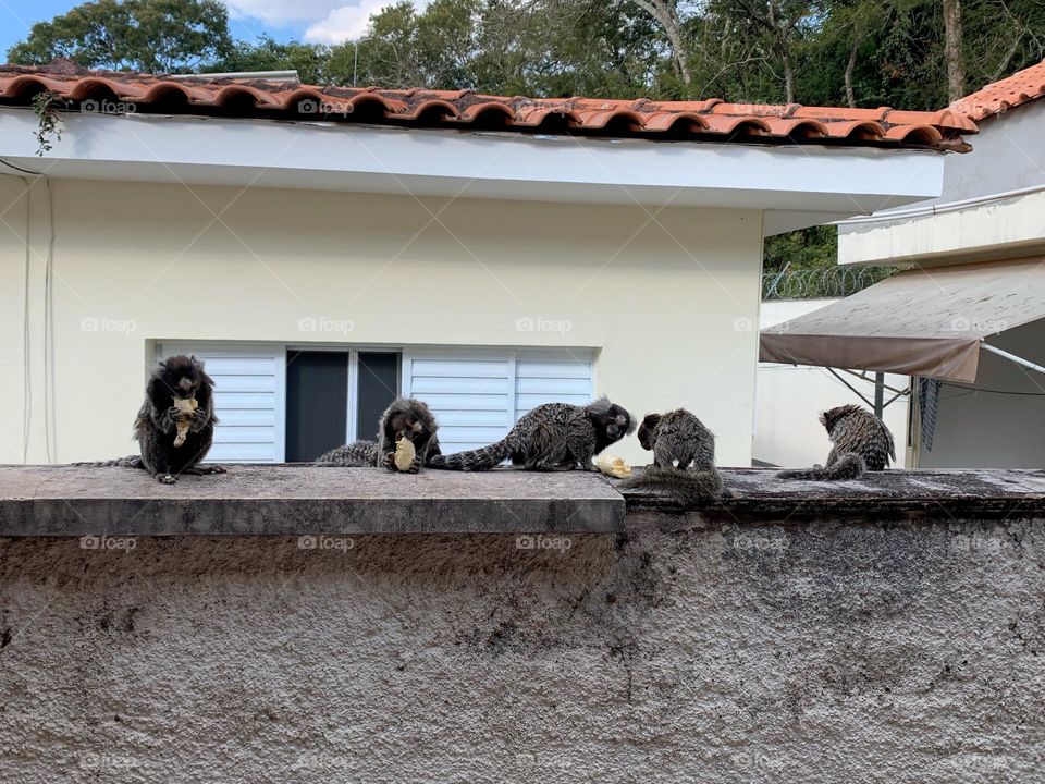 Macacos monkeys Brazil 