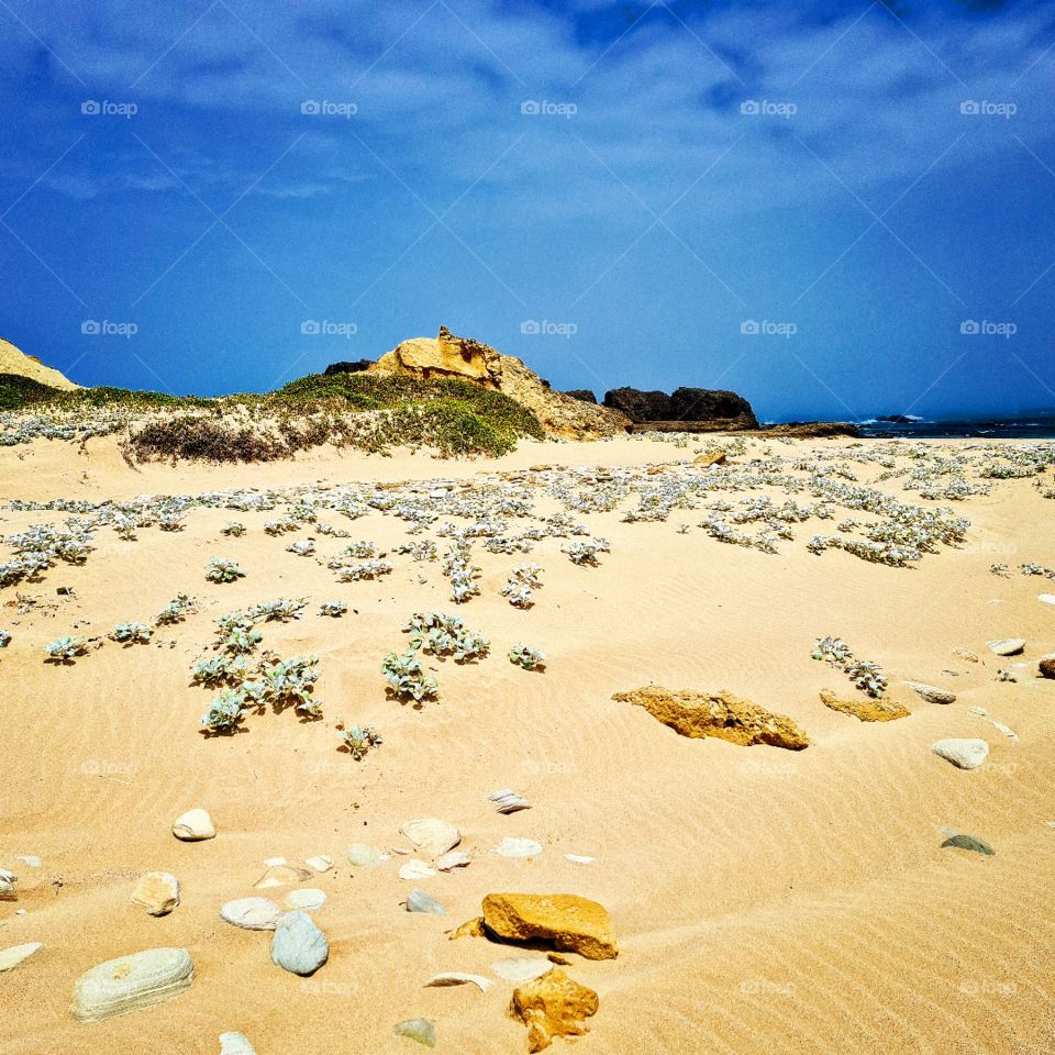 sunny beach day, golden beach sand with blue clear sky. Small beach pebbles scattered among small beach plants growing out of the sand