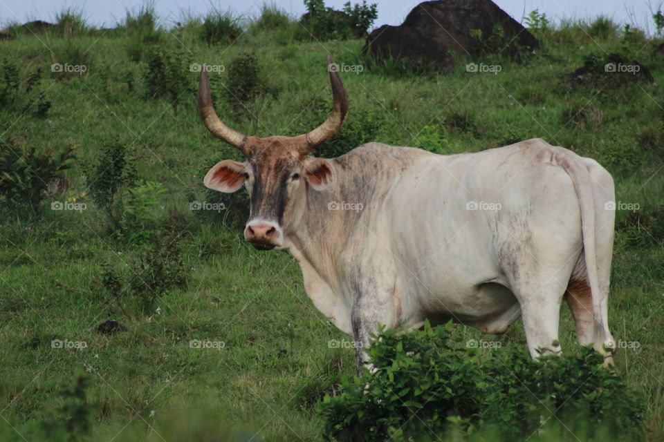 long horn bull grazing on a mountain in Costa Rica