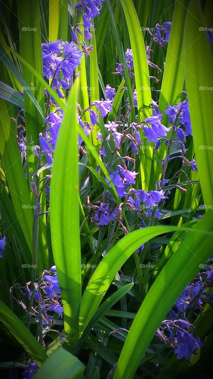 wild flowers