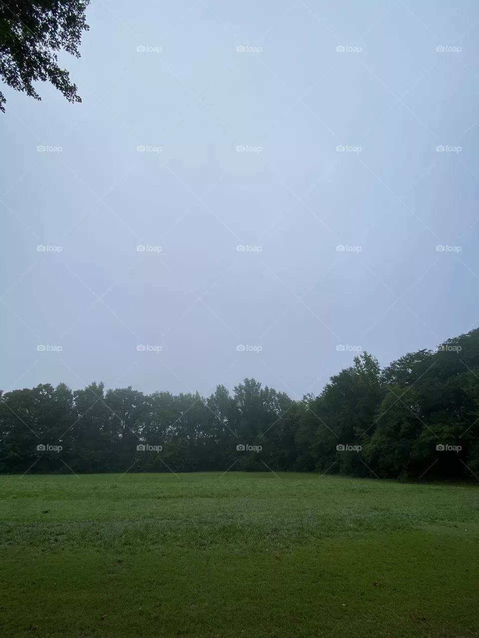 A foggy day 