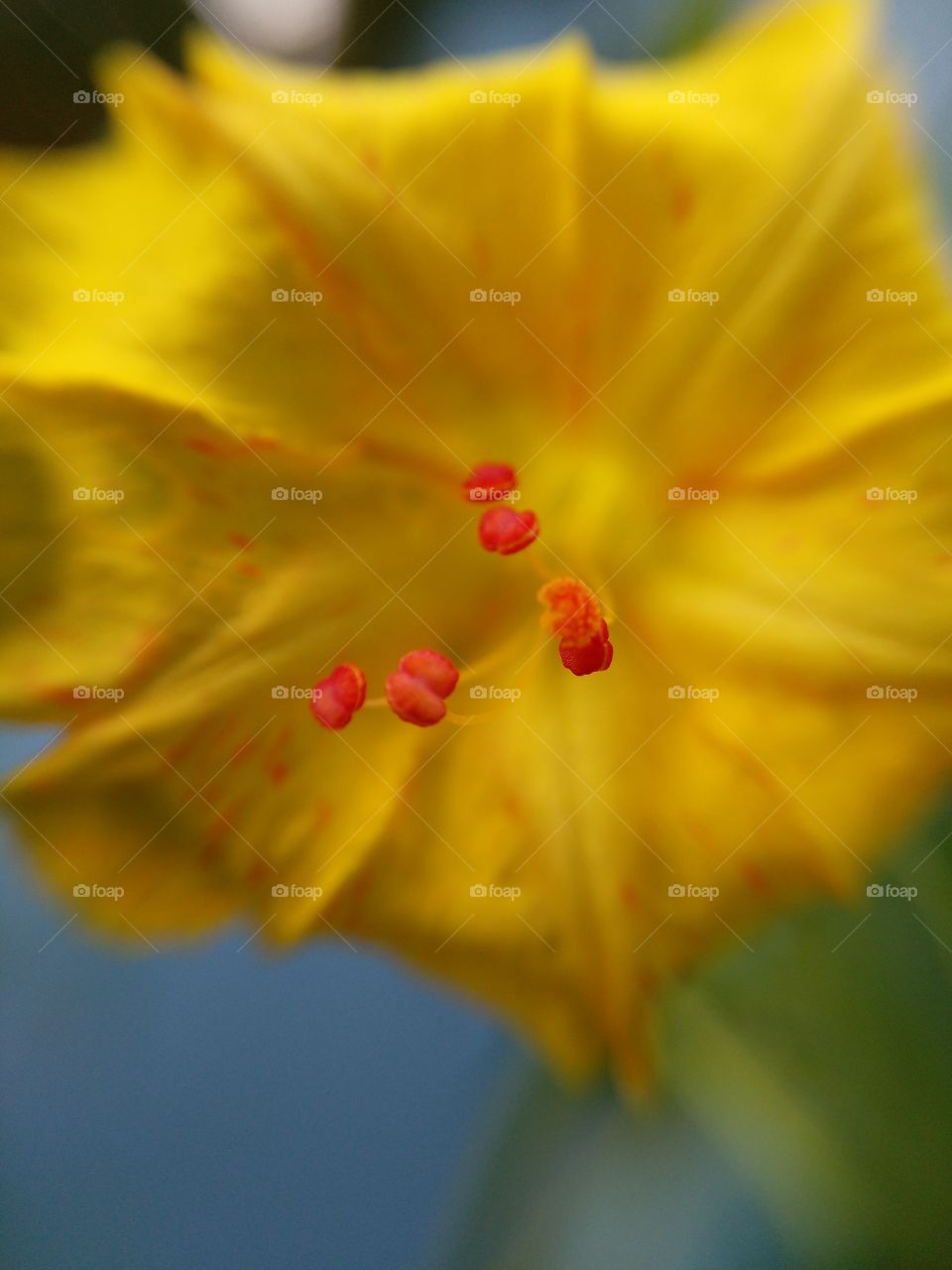 Extreme close-up of flower