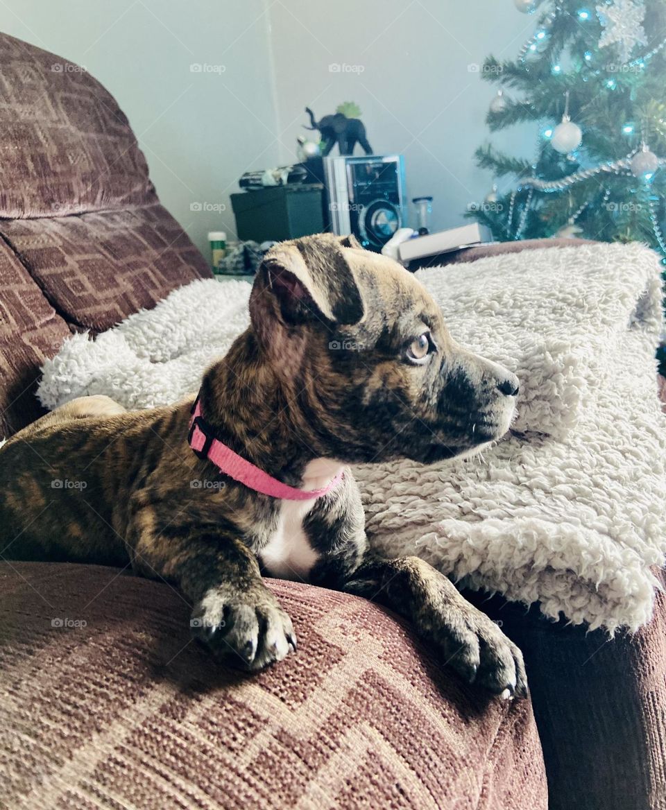 Stella - just chilling 😎