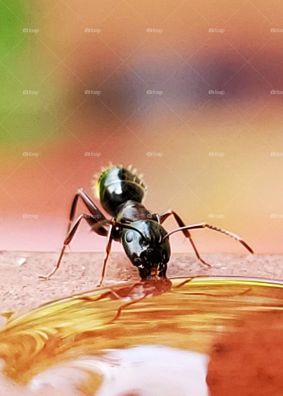 Ant drinking water