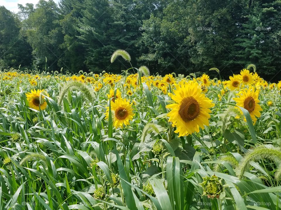 Happy sunflowers