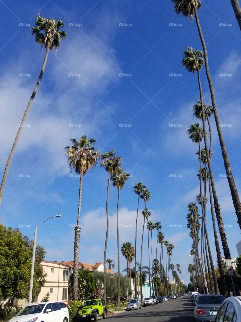 Lots of long and tall palm trees in beautiful sunny Coastal California street.